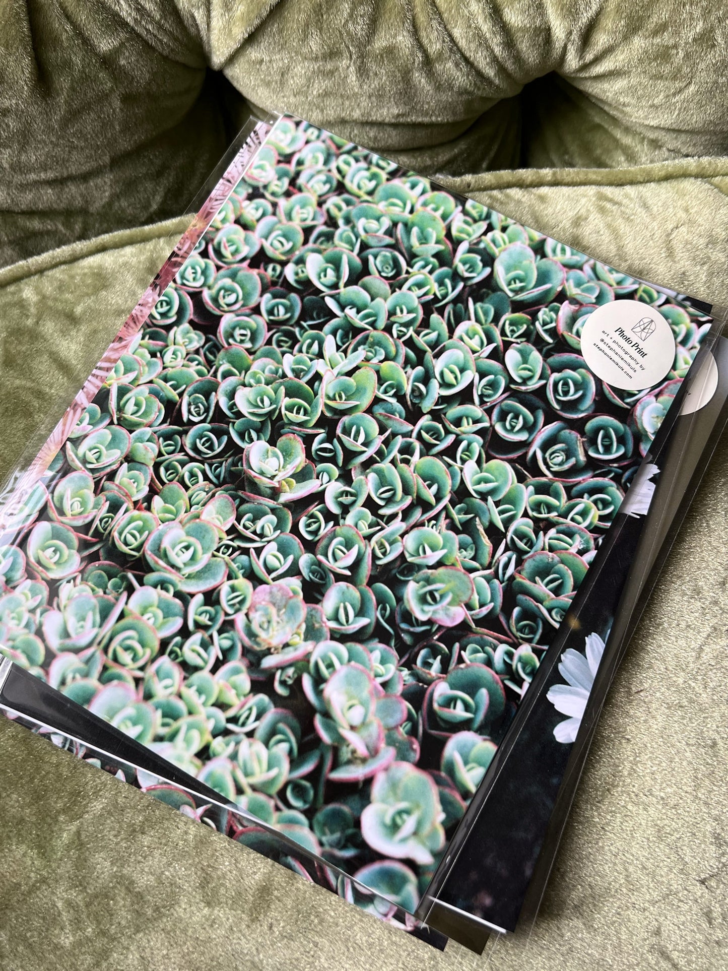 Succulent Pattern 1 - Film Photo Print